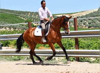 PRE, Mare, 7 years, 16.1 hh, Brown