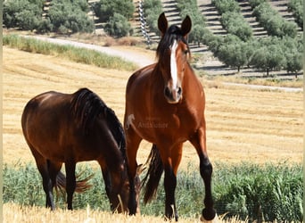 PRE, Mare, 7 years, 16.1 hh, Brown