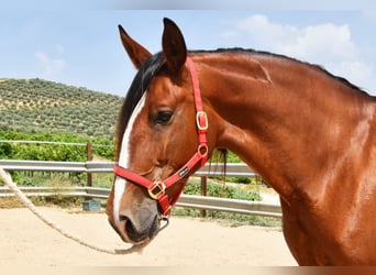 PRE, Mare, 7 years, 16.1 hh, Brown