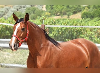 PRE, Mare, 7 years, 16.1 hh, Brown