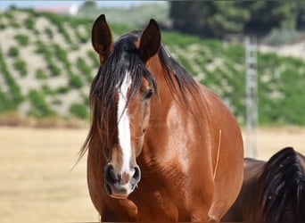 PRE, Mare, 7 years, 16.1 hh, Brown