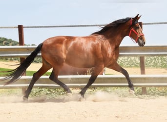 PRE, Mare, 7 years, 16.1 hh, Brown