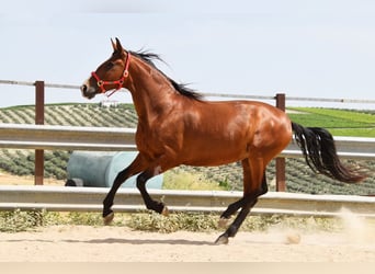 PRE, Mare, 7 years, 16.1 hh, Brown