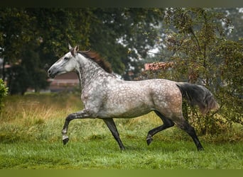 PRE, Mare, 7 years, 16.1 hh, Gray-Dapple
