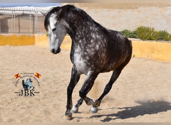 PRE Mix, Mare, 7 years, 16,1 hh, Gray