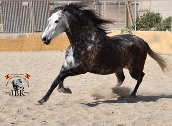 PRE Mix, Mare, 7 years, 16,1 hh, Gray