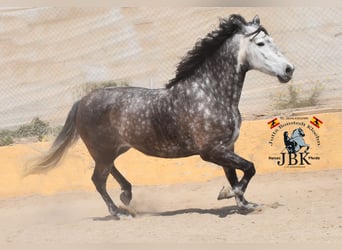 PRE Mix, Mare, 7 years, 16,1 hh, Gray