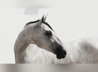 PRE Mix, Mare, 7 years, 16.1 hh, Gray