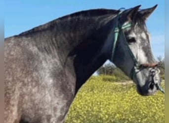 PRE Mix, Mare, 7 years, 16,2 hh, Gray