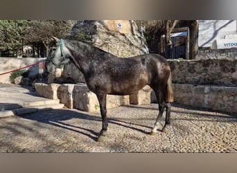 PRE Mix, Mare, 7 years, 16,2 hh, Gray