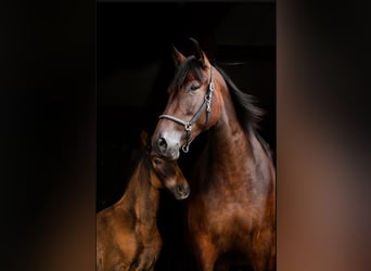PRE, Mare, 7 years, 16.2 hh