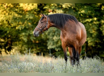 PRE, Mare, 7 years, 16.2 hh