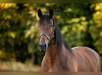 PRE, Mare, 7 years, 16.2 hh