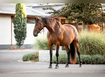 PRE, Mare, 7 years, 16.2 hh