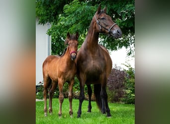 PRE, Mare, 7 years, 16.2 hh