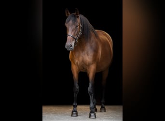 PRE, Mare, 7 years, 16.2 hh