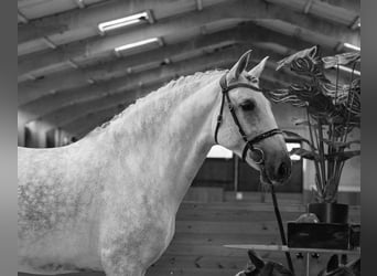 PRE Mix, Mare, 7 years, 16.3 hh, Gray
