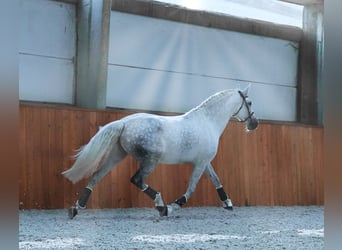 PRE Mix, Mare, 7 years, 16.3 hh, Gray