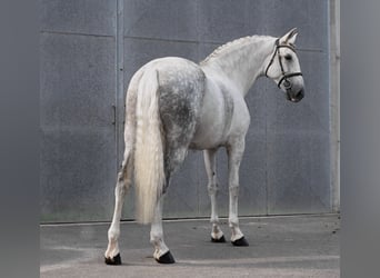 PRE Mix, Mare, 7 years, 16.3 hh, Gray