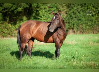 PRE, Mare, 7 years, 16 hh, Brown