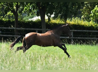PRE, Mare, 7 years, 16 hh, Brown