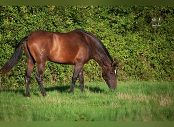 PRE, Mare, 7 years, 16 hh, Brown