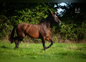 PRE, Mare, 7 years, 16 hh, Brown