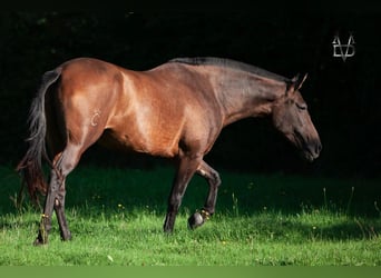 PRE, Mare, 7 years, 16 hh, Brown