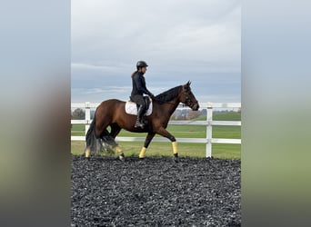 PRE, Mare, 7 years, 16 hh, Brown