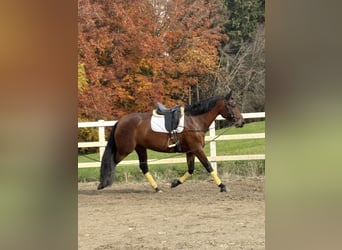 PRE, Mare, 7 years, 16 hh, Brown