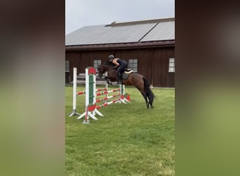 PRE Mix, Mare, 7 years, 16 hh, Brown