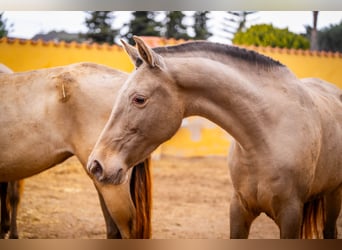 PRE Mix, Mare, 7 years, 16 hh, Champagne