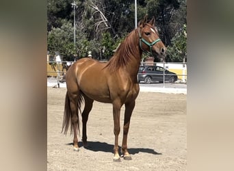 PRE Mix, Mare, 7 years, 16 hh, Chestnut-Red