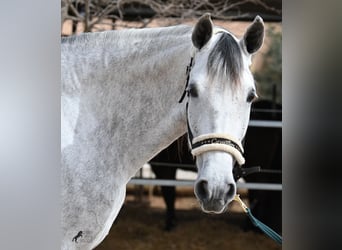 PRE Mix, Mare, 7 years, 16 hh, Gray