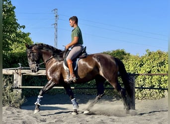 PRE Mix, Mare, 7 years, 16,1 hh, Black