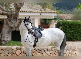 PRE, Mare, 7 years, 16,1 hh, Gray