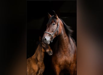 PRE, Mare, 7 years, 16,2 hh