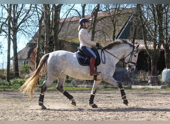 PRE, Mare, 7 years, 16,2 hh, Grey