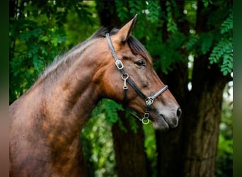 PRE, Mare, 7 years, 16,2 hh