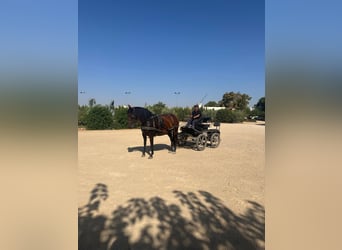 PRE Mix, Mare, 7 years, Brown