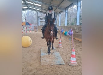PRE, Mare, 8 years, 15.1 hh, Brown