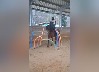 PRE, Mare, 8 years, 15.1 hh, Brown