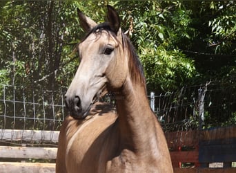 PRE, Mare, 8 years, 15,1 hh, Dun