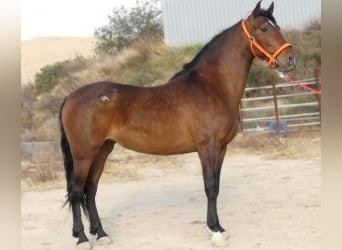 PRE Mix, Mare, 8 years, 15.2 hh, Bay