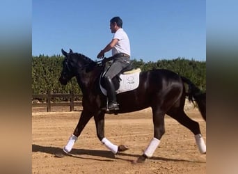 PRE Mix, Mare, 8 years, 15.2 hh, Black