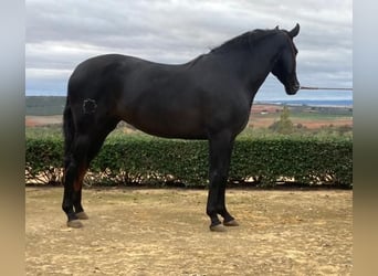 PRE Mix, Mare, 8 years, 15.2 hh, Black