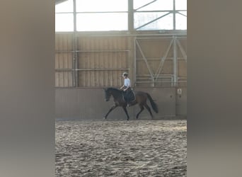 PRE, Mare, 8 years, 15.2 hh, Brown