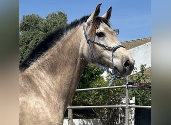 PRE Mix, Mare, 8 years, 15.2 hh, Dun