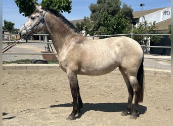 PRE Mix, Mare, 8 years, 15.2 hh, Dun