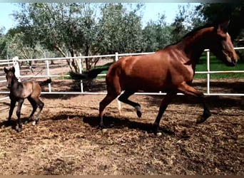 PRE, Mare, 8 years, 15,2 hh